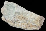 Hadrosaur (Maiasaura) Bone Fragment - Montana #71323-1